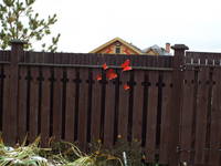 VFL.RU - ваш фотохостинг