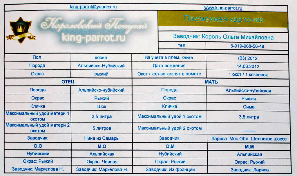 Сёрф род Ollka