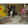 Kennel TESORO FRANQUEZO, МІНІ-дівчинка ЧІХУАХУА