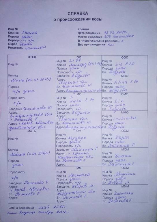 Тишка род ИраН