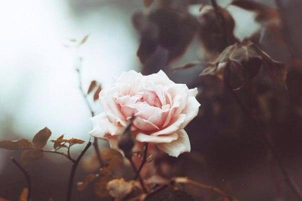 http://images.vfl.ru/ii/1513085503/2cbcd2b1/19781016_m.jpg