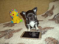 Kennel TESORO FRANQUEZO, МІНІ-хлоппчик, д.н. 1.11.17 р.