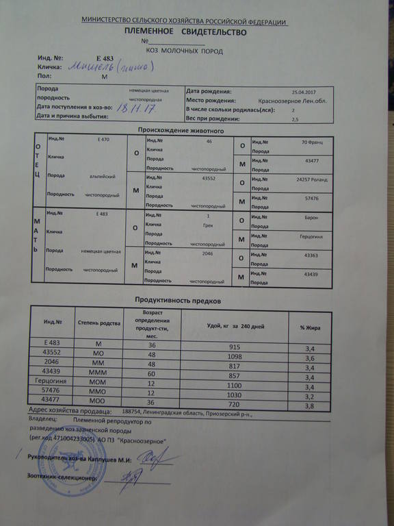 Мишель род Василькова