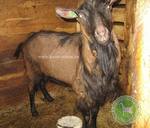 Шоколадка отец Тагир