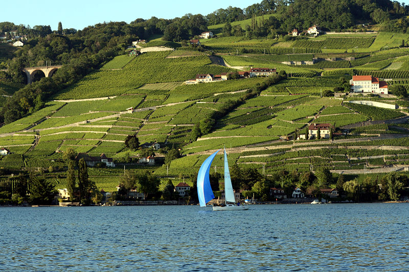800px-Lake Geneva Lavaux