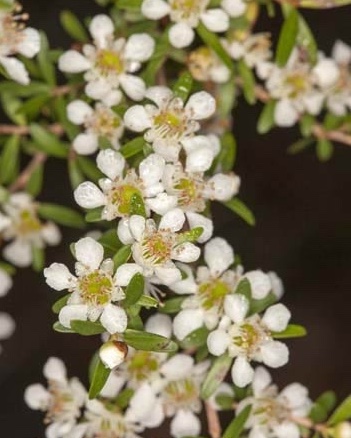 Leptospermum liversidgei Olive Tea Tree flowers MG 4546