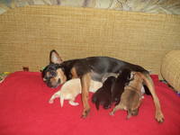 Кеnnel TESORO FRANQUEZO, цуц.той-тер"ра м.т.067 3015 409