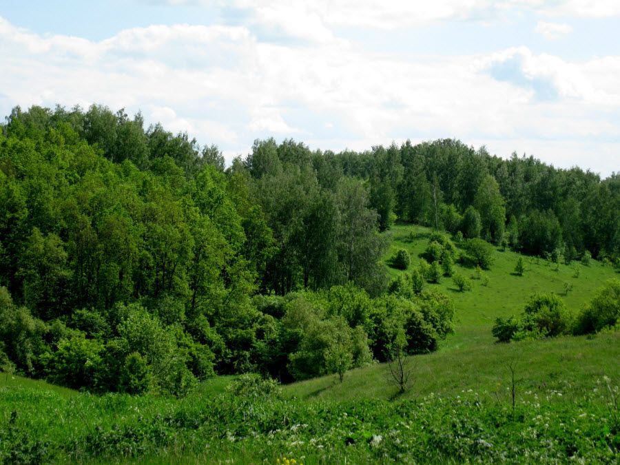 lipetsk-region-woods Красивые леса Липецкой области фото