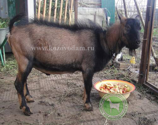 Дукат 2 Мечта