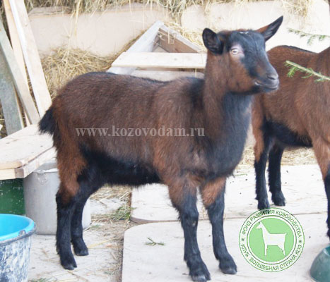 Алика 2 yarHelena