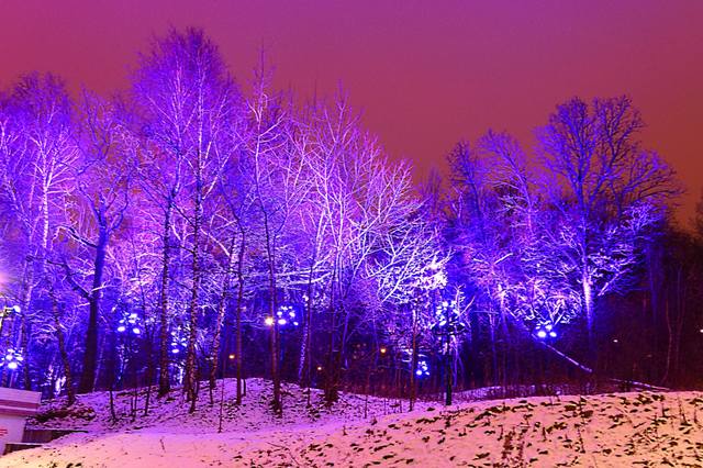 Вечером на Воробьёвых горах с цветной подсветкой деревьев. Фото Морошкина В.В.