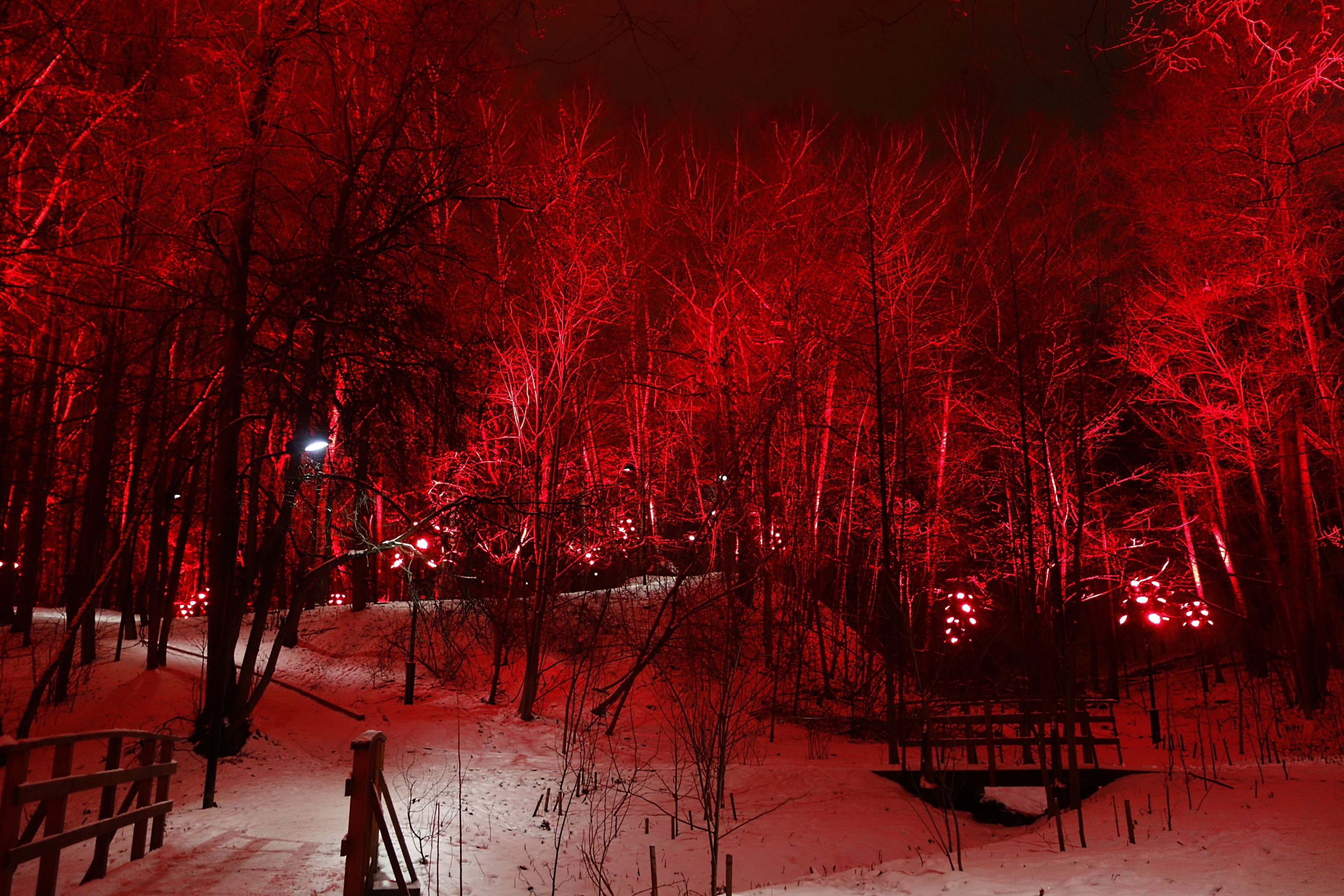 В сказочном лесу вечером на Воробьёвых горах. Фото Морошкина В.В.