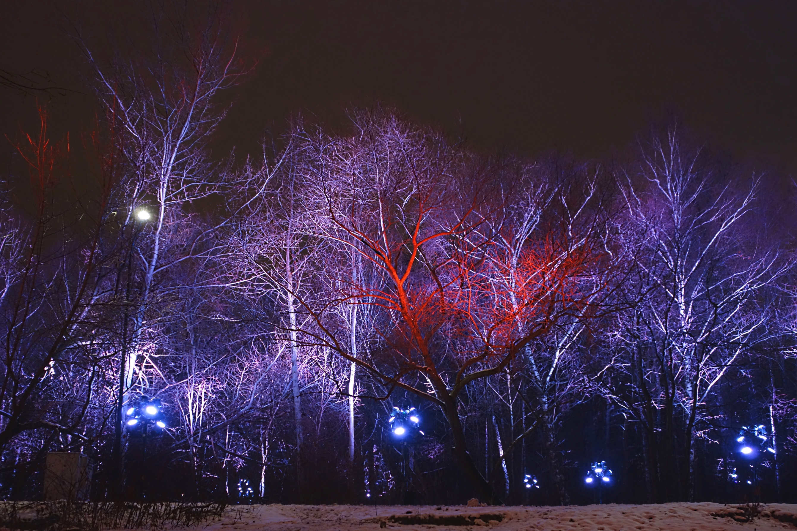 Сказочный лес подсвеченных деревьев на Воробьёвых горах. Фото Морошкина В.В.