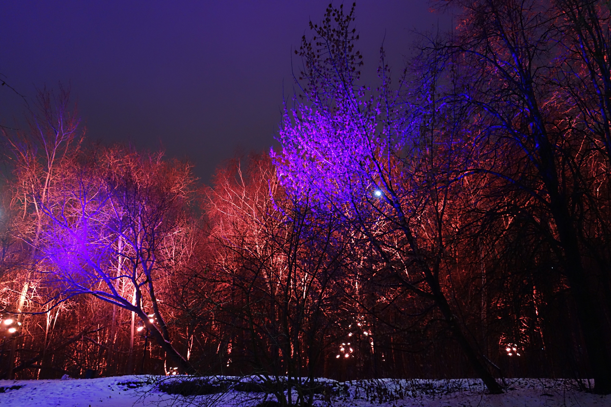 Деревья с разноцветной подсветкой в лесу на Воробьёвых горах. Фото Морошкина В.В.