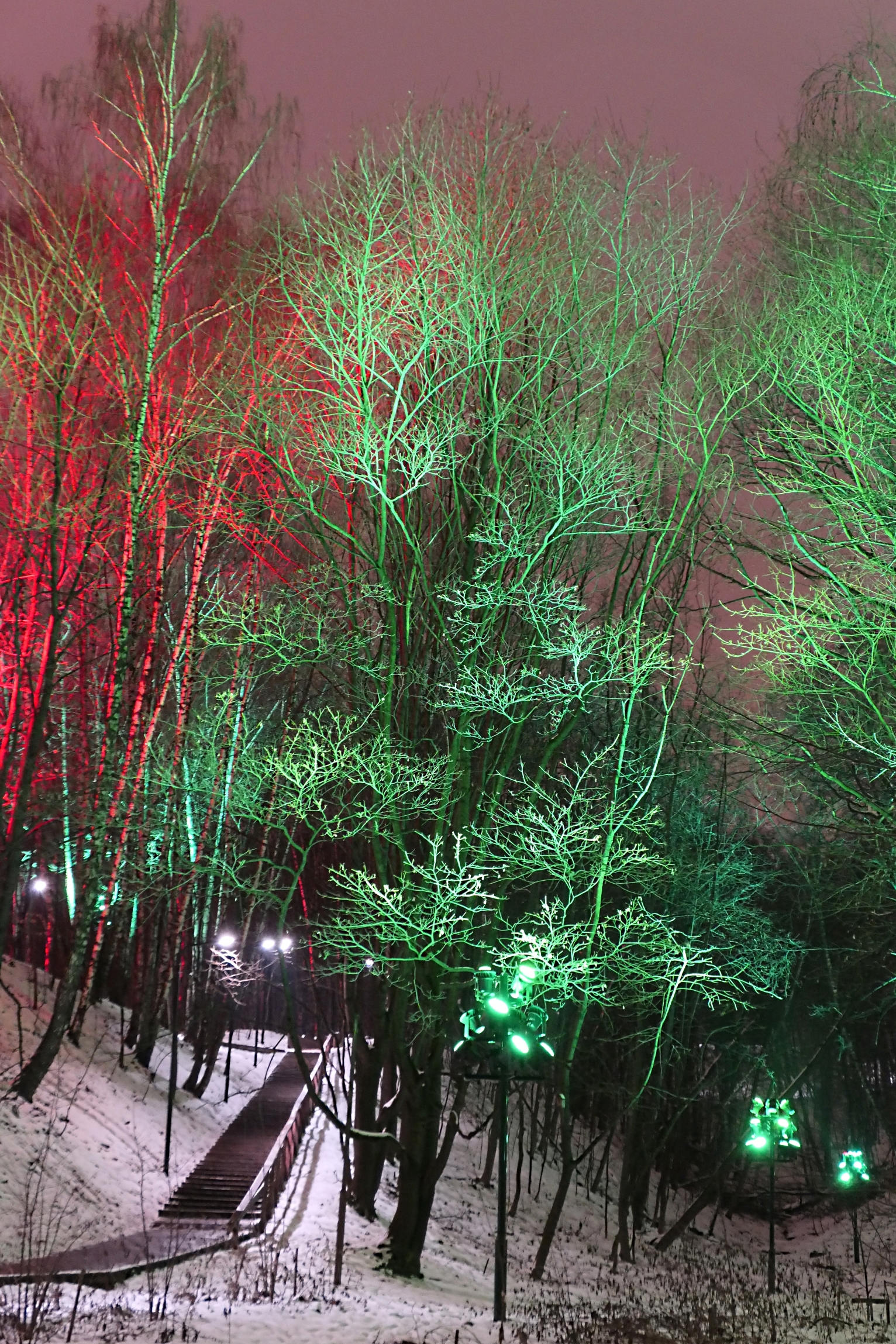 Деревья с разноцветной подсветкой в лесу на Воробьёвых горах. Фото Морошкина В.В.