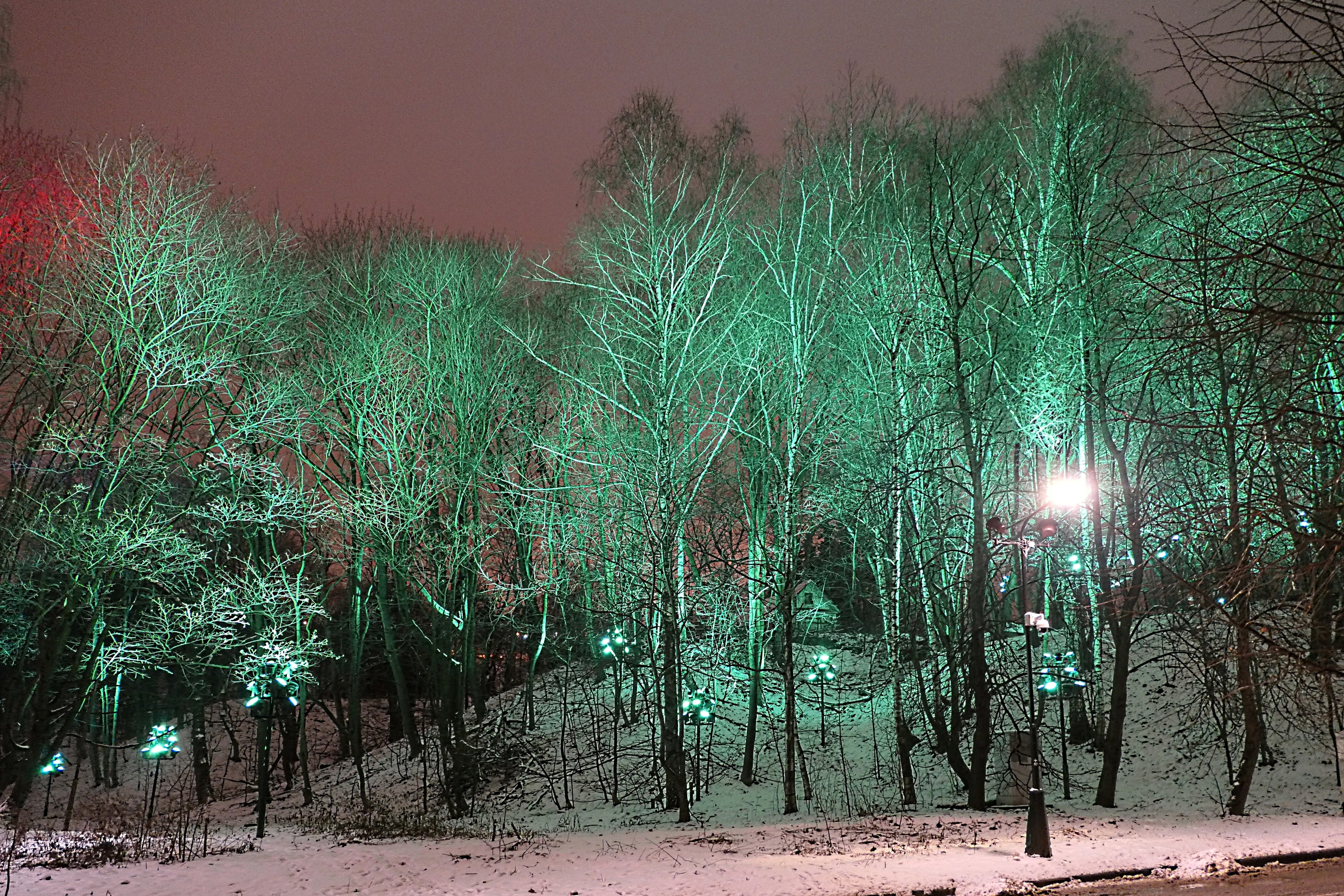 Сказочный лес подсвеченных деревьев на Воробьёвых горах. Фото Морошкина В.В.