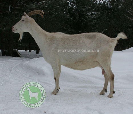 Эльба 2 Макарова Татьяна