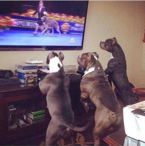 dogs watching show