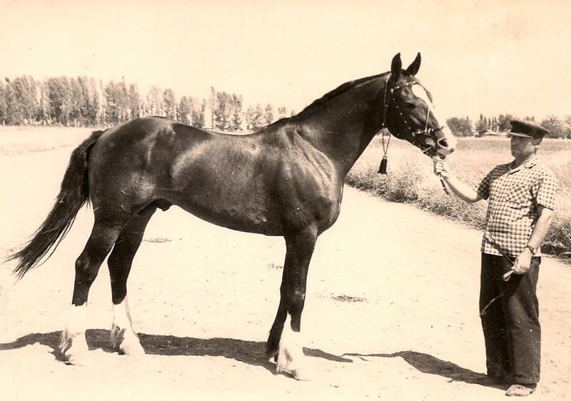 наездник-с-х-Панфиловский-В.-Мезенцев-с-жер.-Ордер-1959-г-1024x720