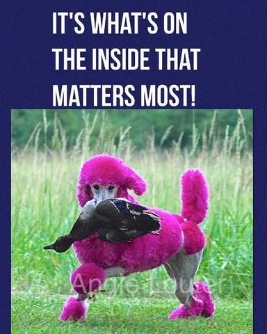 pink poodle hunter