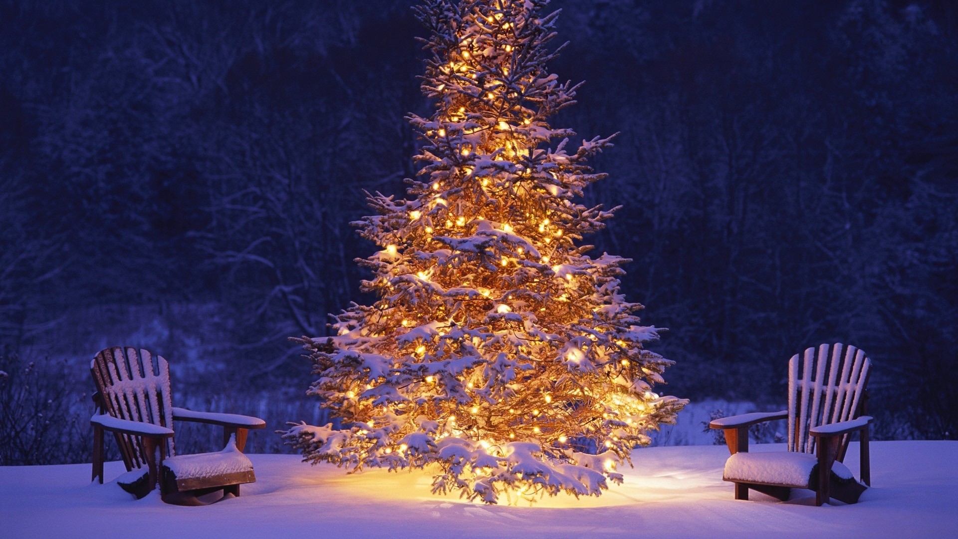 night-branch-spruce-Christmas-Tree-Christmas-holiday-christmas-lights-fir-tree-woody-plant-christmas-decoration-7000