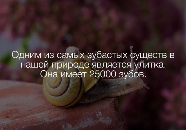 Кафе  "У пани Сони"