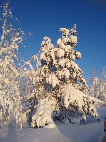 Чайная беседка