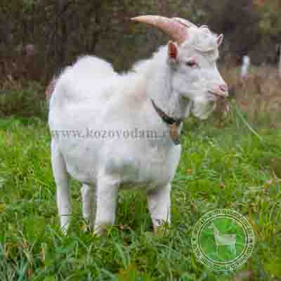 Маршал 1 ЮрийСС