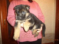 Розплідник TESORO FRANQUEZO