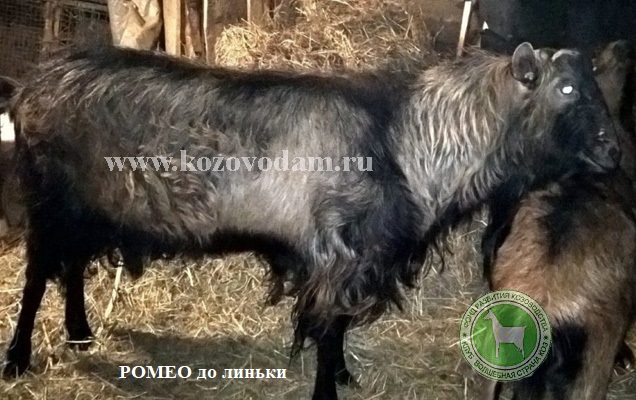 Ромео натвладмед