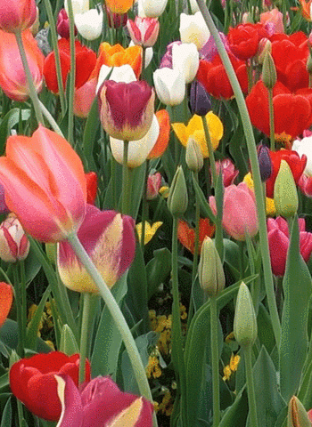 Чайная беседка