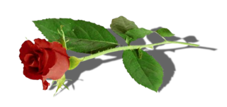egy szal rozsa-arny