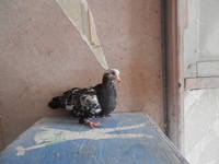 VFL.RU - ваш фотохостинг