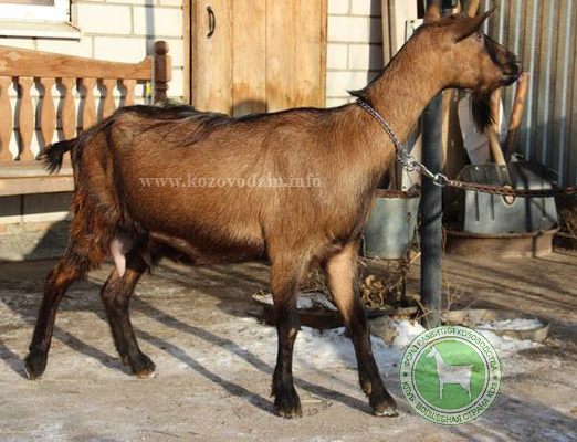 Арабика 1 ЛПХ Бойко