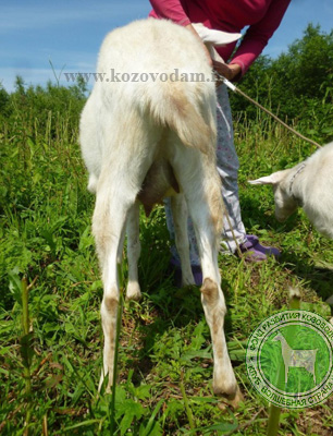 Кассиопея 2 Rabelle