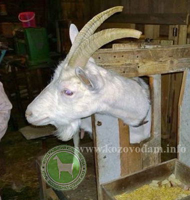 Дора мать Буся Тиана