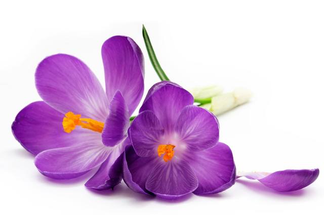 crocus-purple-petals-white-background
