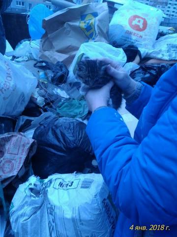 Кошки в нашей жизни. Кошки и все, что с ними связано.