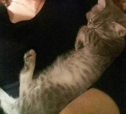 Кошки в нашей жизни. Кошки и все, что с ними связано.