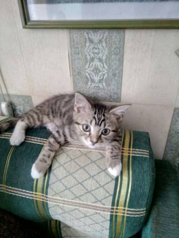 Кошки в нашей жизни. Кошки и все, что с ними связано.