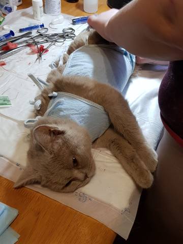 Кошки в нашей жизни. Кошки и все, что с ними связано.