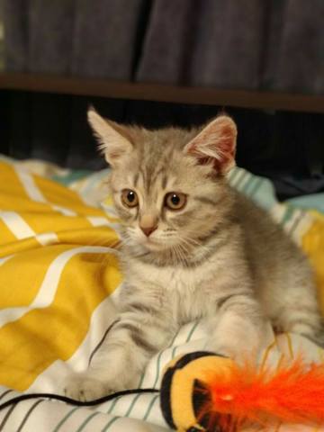 Кошки в нашей жизни. Кошки и все, что с ними связано.