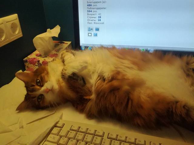 Кошки в нашей жизни. Кошки и все, что с ними связано.