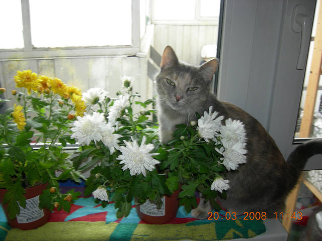 Кошки в нашей жизни. Кошки и все, что с ними связано.