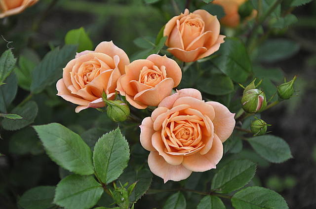 Розы Многолетние Фото