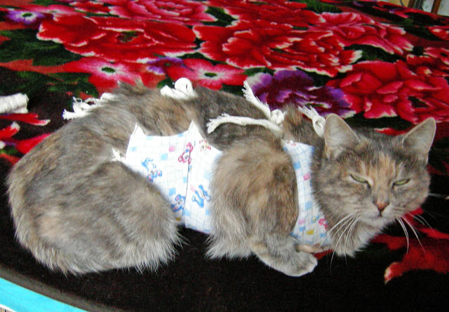 Кошки в нашей жизни. Кошки и все, что с ними связано.