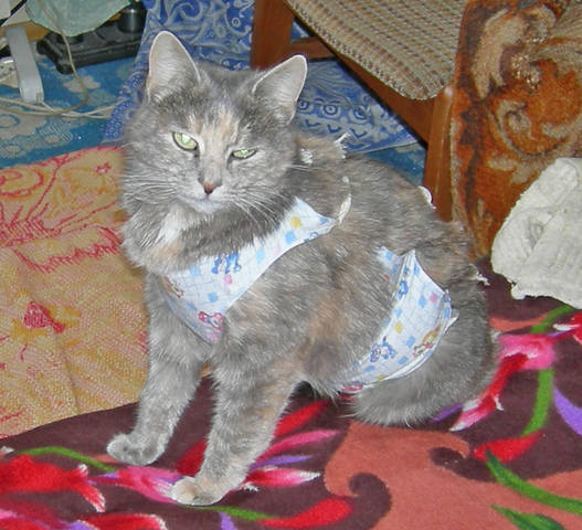 Кошки в нашей жизни. Кошки и все, что с ними связано.