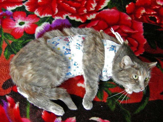 Кошки в нашей жизни. Кошки и все, что с ними связано.