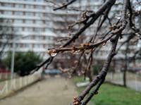 Публикувано изображение