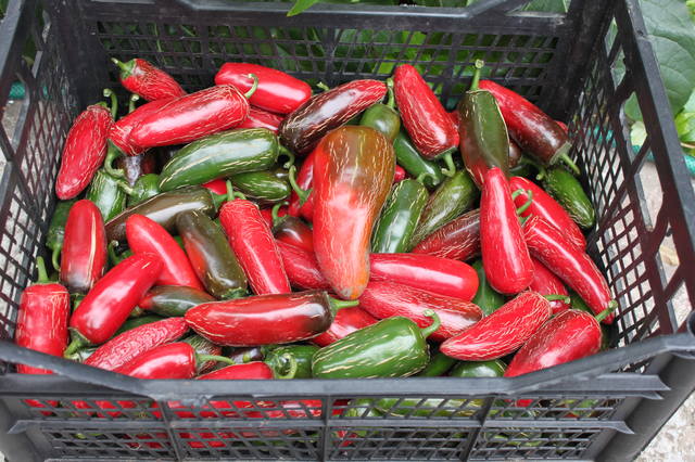 Чайная беседка